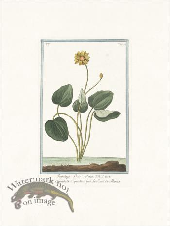 Bonelli 430 Marsh Marigold